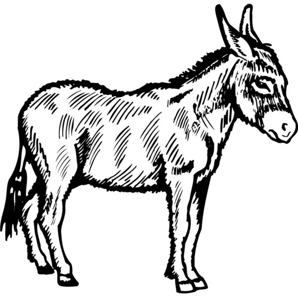 BURRO005 Thumbnail