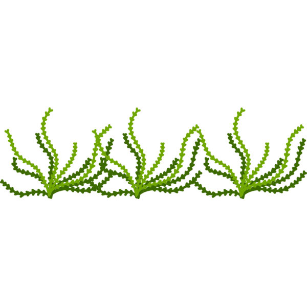 Sea Plant Thumbnail