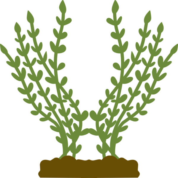 Plants 4 Thumbnail